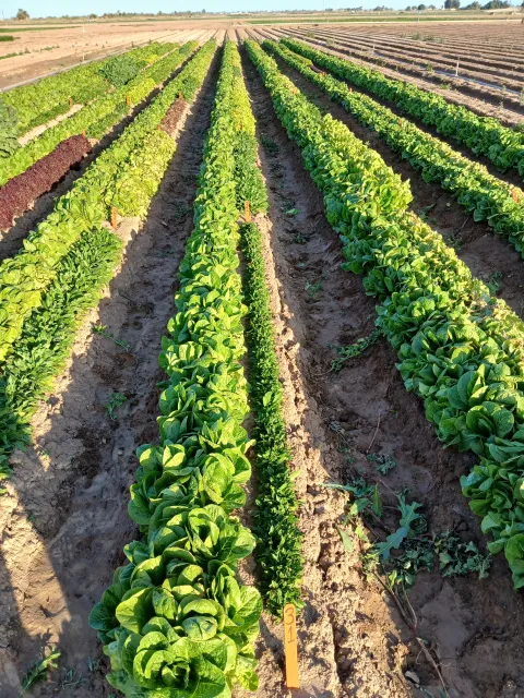 Figure 1. Lettuce downy mildew trap nursery at the UC Desert Research and Extension Center (DREC) in Holtville, CA. Each bed has two rows: the left row is planted with a susceptible variety that helps spread the disease, and the right row with one of the 60 commercial varieties, breeding lines or wild lettuce relatives being tested.
