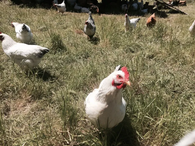 A variety of chickens peck in the grass for food