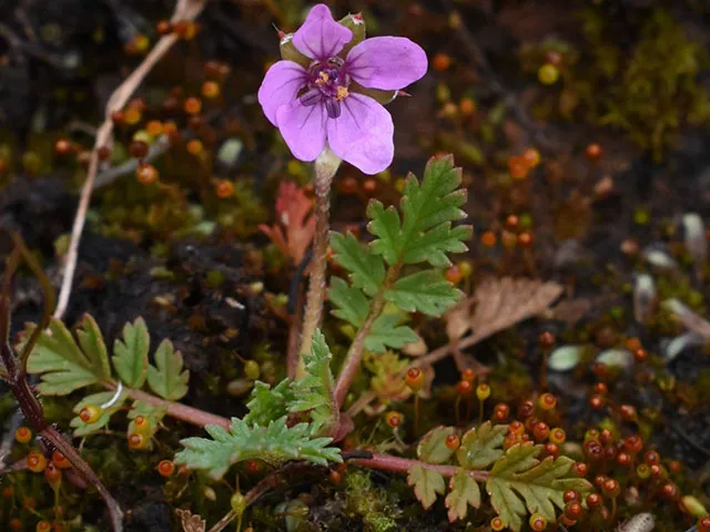 Tiny purple four-petaled wildflower with lobed green leaves on leaf-littered ground