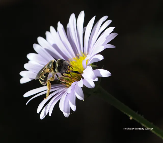 Halictus ligatus, also known as the ligated furrow bee. (Photo by Kathy Keatley Garvey)
