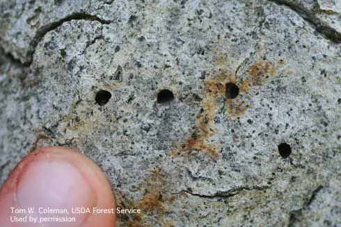 D-shaped emergence holes (4 mm wide) of the goldspotted oak borer, Agrilus auroguttatus, on coast live oak.