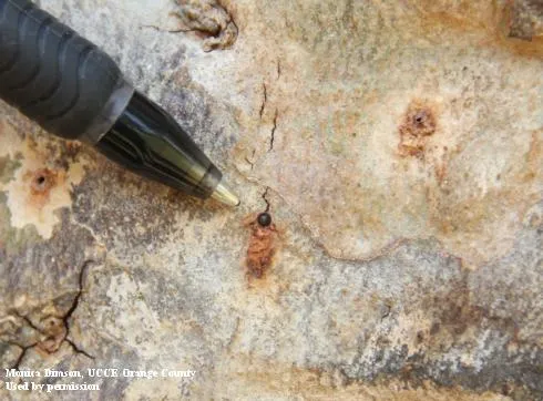  Mottled grey and brown wood with small round holes in it. The holes are approximately the size of the tip of the ball-point pen shown. 