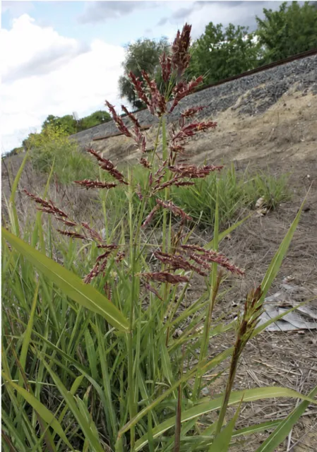 Close look at Johnsongrass growing beside a road