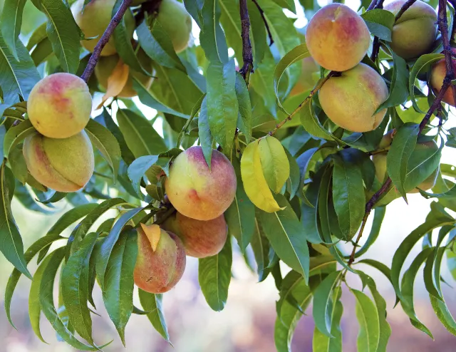 A handful of peaches on the branches of a peach tree