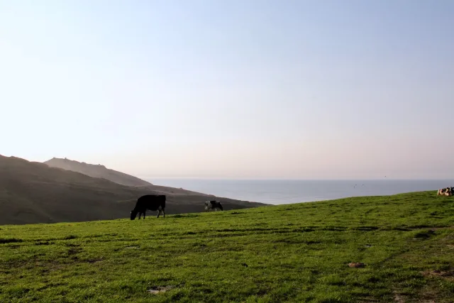 Cattle graze on a hillside overlooking the ocean