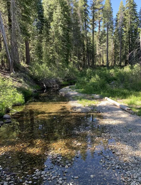 Riparian forest habitat.
