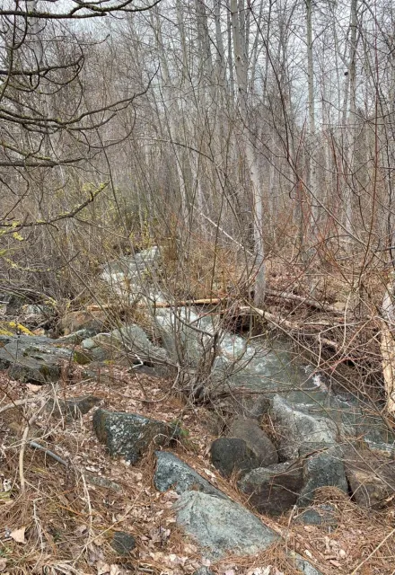 Unmanaged forest stream area in Trinity County.