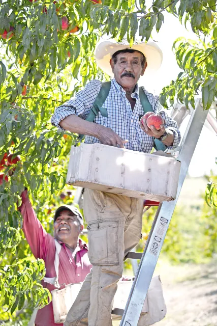 Two farmworkers, one of them on a ladder, pick peaches and place them in baskets