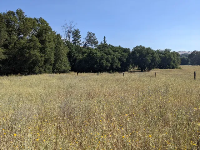 Golden dry meadow with scattered oak trees under clear blue sky; in the foreground and throughout the field are yellow flowers with sharp, spiky thorns