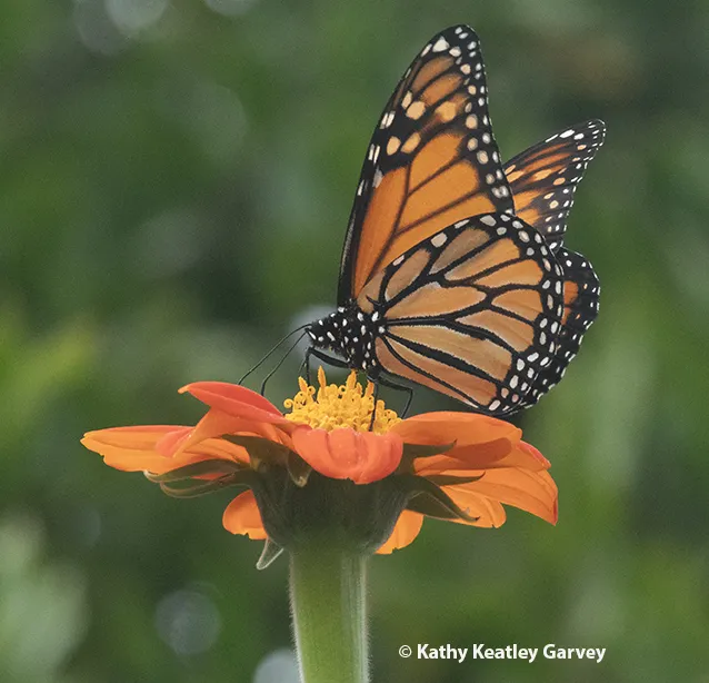Monarch butterfly on a Mexican sunflower, Tithonia rotundifola.