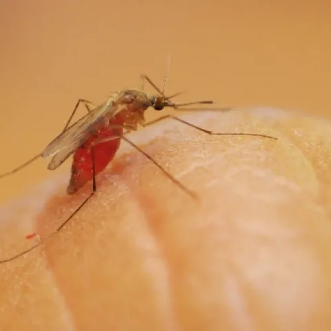 Culex quinquefasciatus, the Southern house mosquito, finishes feeding on non-DEET treated skin. (Photo by Kathy Keatley Garvey)