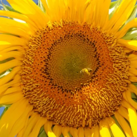 Svastra obliqua expurgata (Cockerell) leaves the flower. (Photo by Kathy Keatley Garvey)