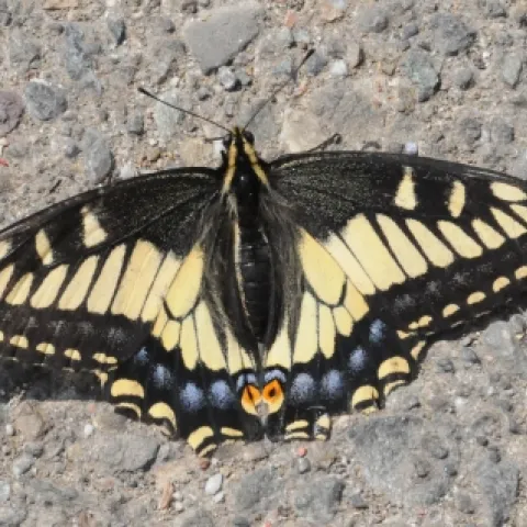 We found this dazzling butterfly last weekend in the Berkeley marina parking lot. (Photo by Kathy Keatley Garvey)
