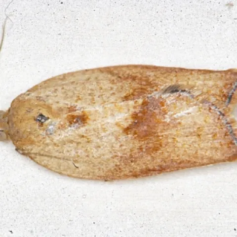 Light brown apple moth, female. (Photo courtesy of David Williams, principal scientist, Perennial Horticulture, Department of Primary Industries, Victoria, Australia.)
