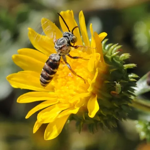 This floral visitor is a cuckoo bee, "probably the genus Triepeolus (maybe Epeolus) and probably a male," said UC Davis emeritus professor Robbin Thorp. (Photo by Kathy Keatley Garvey)