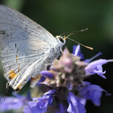 A male gray hairstreak butterfly (Strymon melinus) nectars on sage. (Photo by Kathy Keatley Garvey)