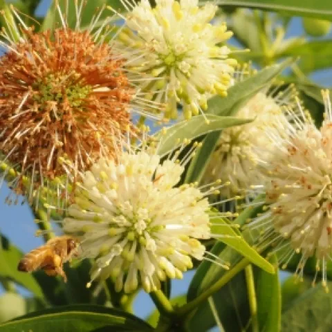 A honey bee heads for the colorful button-willows (Cephalanthus occidentalis).(Photo by Kathy Keatley Garvey)