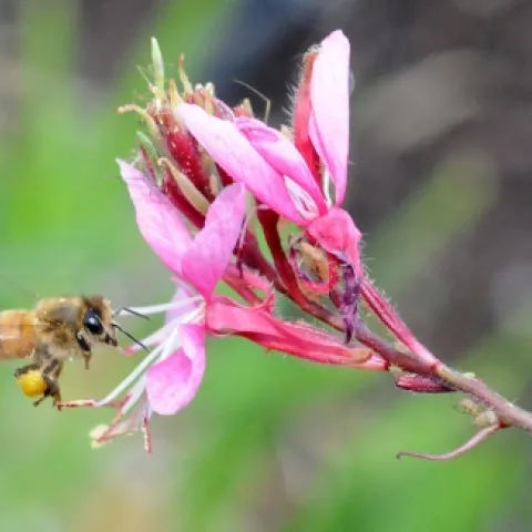 A pollen-packin' honey bee heads toward a gaura (Gaura linheimeri). (Photo by Kathy Keatley Garvey)