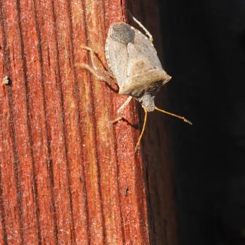 A Consperse stink bug (Euschistus conspersus) races down a post at the Harry H. Laidlaw Jr. Honey Bee Research Facility, UC Davis campus. Note its distinctive shield shape and its five-segmented antennae. (Photo by Kathy Keatley Garvey)