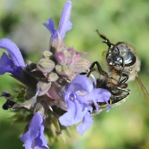 A honey bee on sage. Fossil evidence indicates that the very first insects inhabited this earth 400 million years ago. Honey bees existed at least by 7000 B.C., per a primitive drawing in a cave wall in eastern Spain. (Photo by Kathy Keatley Garvey)