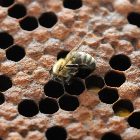 A newly emerged bee at the Harry H. Laidlaw Jr. Honey Bee Research Facility, UC Davis. During the busy season, a worker bee will live only four to six weeks.(Photo by Kathy Keatley Garvey)