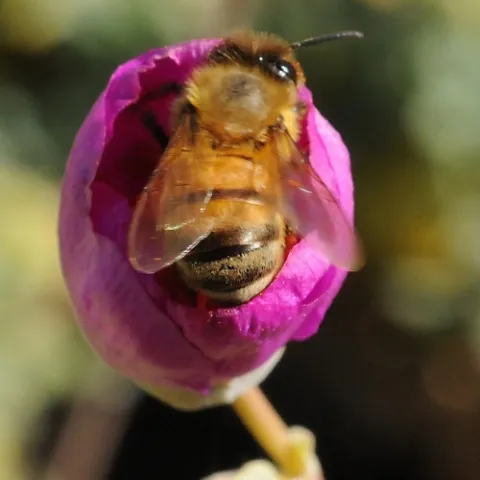 A honey bee can't wait for the Calandrinia grandiflora to open. (Photo by Kathy Keatley Garvey)