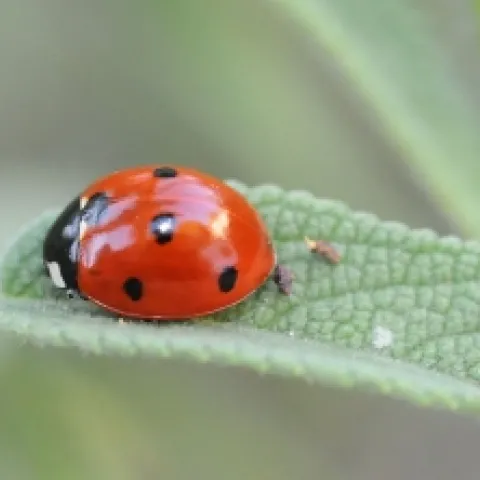 A ladybug crawls along the leaf of a Russian sage. (Photo by Kathy Keatley Garvey)