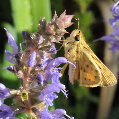 A male Fiery Skipper (Hylephila phyleus) nectars a purple sage. (Photo by Kathy Keatley Garvey)