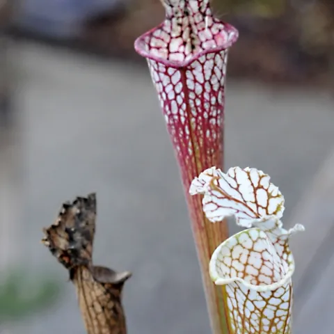 This is a pitcher plant, Sarracenia leucophylla. It's carnivorous. The tubular leaf (left) is spent. The other two are ready to trap insects. (Photo by Kathy Keatley Garvey)