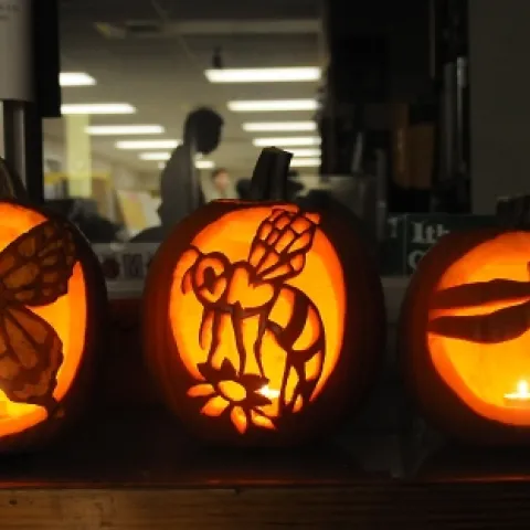 SOMETHING BUGGY HERE: These jack o'lanterns cast an eerie glow: a butterfly, honey bee and a dragonfly. (Photo by Kathy Keatley Garvey)