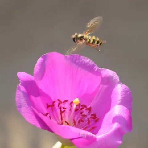 HOVERING--A hover fly hovers over a rock purslane (Calandrinia grandiflora). Photo by Kathy Keatley Garvey)