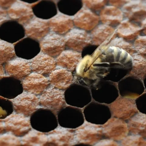 NEWLY EMERGED--A newborn bee struggles to right herself. Note the swath of yellow hair on her thorax. As she ages, the thorax will be smooth and mostly devoid of hair. (Photo by Kathy Keatley Garvey)