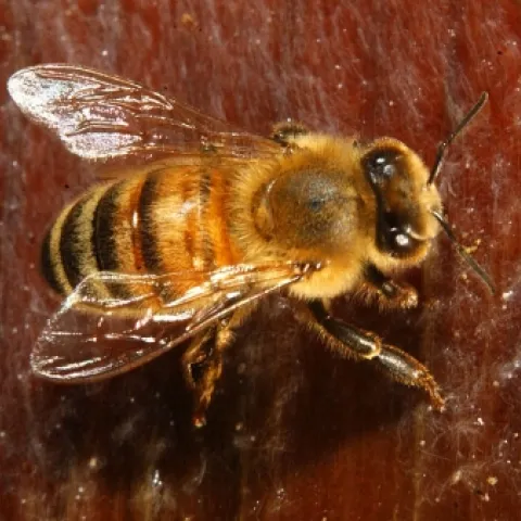 HONEY BEE--Close-up shot of a honey bee at the Harry Laidlaw Jr. Honey Bee Research Facility at UC Davis. (Photo by Kathy Keatley Garvey)