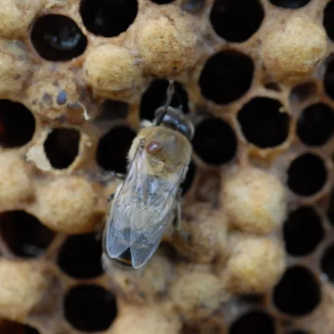 A varroa mite (see reddish-brown spot on bee's thorax) at the Harry H. Laidlaw Jr. Honey Bee Research Facility, UC Davis. Varroa mites are native to Asia. (Photo by Kathy Keatley Garvey)