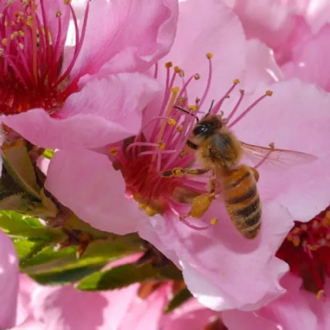 BEE-ING THERE--Honey bees pollinate more than 90 crops, including the nectarine. The honey bee pollinates one third of the American diet. Without the honey bee, there would be no Thanksgiving, or Thanksgiving as we know it. (Photo by Kathy Keatley Garvey)
