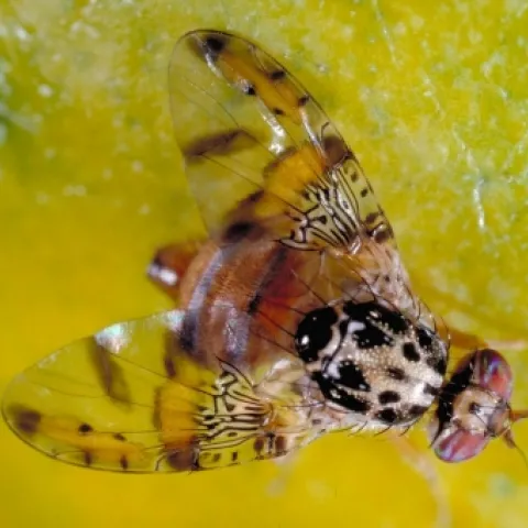 MEDFLY--Border patrol agents suspect that travelers to Hawaii may be bringing back mangoes infested with the larvae of a Mediterranean fruit fly. The Medfly can infest more than 260 types of fruits and vegetables, causing severe impacts on California agricultural exports and backyard gardens, according to the California Department of Food and Agriculture (CDFA). The CDFA announced Dec. 2 that it has established a 107 square-mile quarantine zone in the El Cajon area of San Diego County, following the detecti