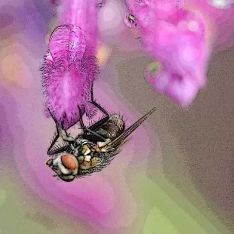 THE FLY--A fly on sage, posterized through Photoshop. (Photo by Kathy Keatley Garvey)