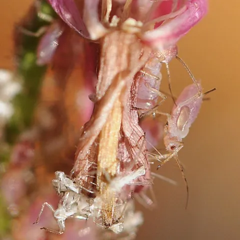 APHIDS ON GAURA--These aphids are feasting on a gaura. (Photo by Kathy Keatley Garvey)