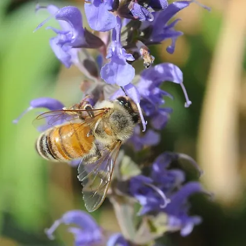 HAVEN FOR HONEY BEES--A honey bee gathers nectar from salvia (sage). Sage is sure to be one of the featured plants in bee friendly garden at the Harry H. Laidlaw Jr. Honey Bee Research Facility. (Photo by Kathy Keatley Garvey)