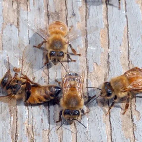 THE DEAD BEE--Worker bees prepare to remove their dead sister (far left) from the hive. (Photo by Kathy Keatley Garvey)