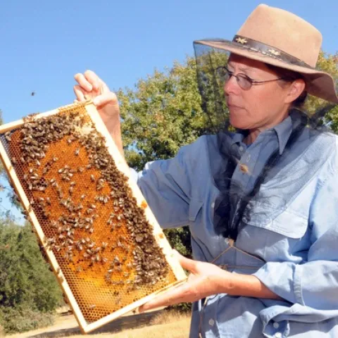 THE BEES--Honey bees are the good insects. Here UC Davis bee breeder-geneticist Susan Cobey looks at a healthy frame of bees. (Photo by Kathy Keatley Garvey)
