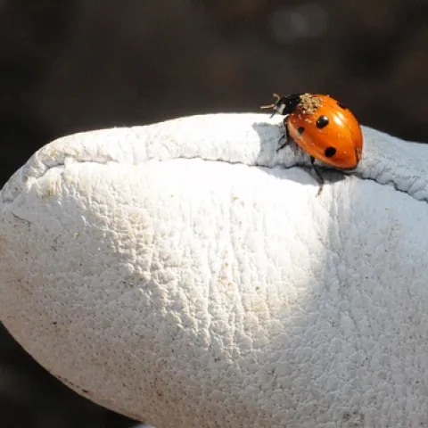 LADYBUG--You should treat the ladybug with kid gloves; it's a beneficial insect. Here a ladybug, aka lady beetle, crawls on a gardener's glove. (Photo by Kathy Keatley Garvey)
