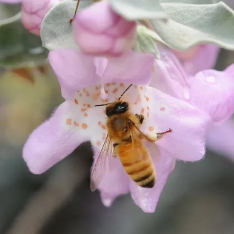 GATHERING NECTAR--This honey bee at the University of California, Davis, is gathering nectar on Cenizo (Leucophyllum frutescens). Newly published research from the University of Illinois finds that honey bees on cocaine dance more, and that the bees are motivated by feelings of reward. (Photo by Kathy Keatley Garvey)