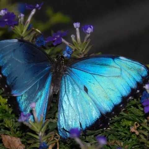 BLUE BUTTERFLY--This butterfly in the live butterfly display at the Entomological Society of America's recent meeting in Reno prompted photographers to aim, focus and shoot. (Photo by Kathy Keatley Garvey)