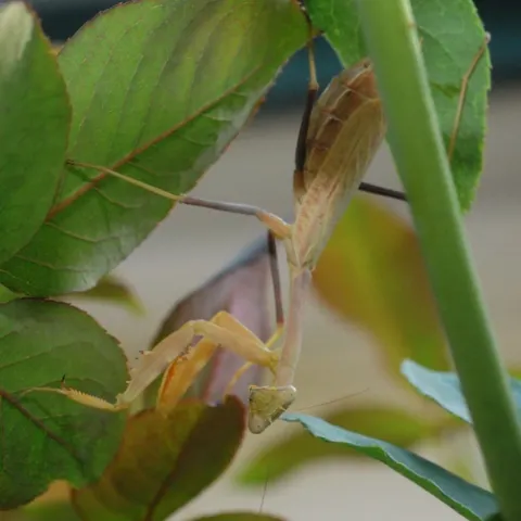 TURN OVER A NEW LEAF--and there's a praying mantis. (Photo by Kathy Keatley Garvey)