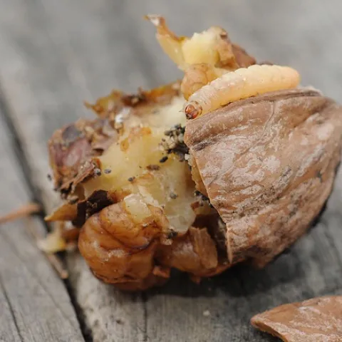 LARVAE INSIDE WALNUT--This fallen walnut contained three larvae. (Photo by Kathy Keatley Garvey)