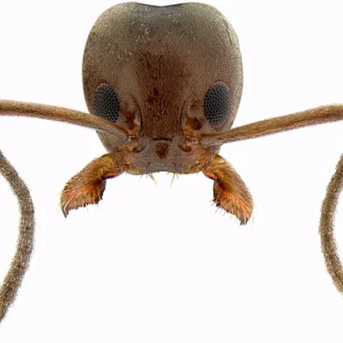 HEAD OF ARGENTINE ANT--This automontage of an Argentine ant is the work of Eli Sarnat at the University of California, Davis. Sarnat has just launched an interactive ant key to help professionals and non-professionals identify ants. See Web site at http://www.lucidcentral.org/keys/v3/PIAkey/index.html.