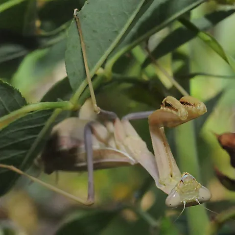HERE'S LOOKING AT YOU--A praying mantis shows no fear. (Photo by Kathy Keatley Garvey)