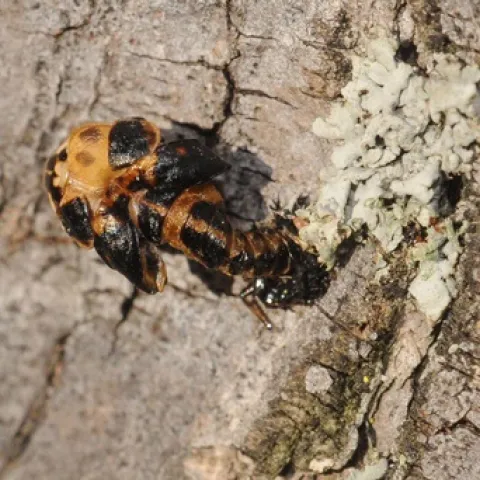 LADYBUG STAGES--These photos were taken Jan. 19 in Fairfield, Solano County, California. (Photos by Kathy Keatley Garvey)