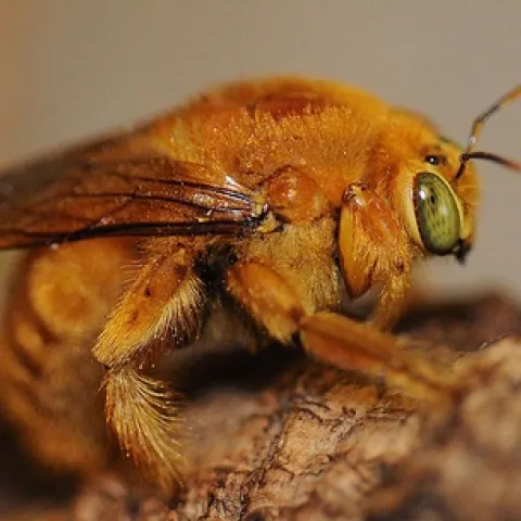 GREEN EYES--The male Valley carpenter bee is a green-eyed, golden insect nicknamed the "teddy bear" carpenter bee. (Photo by Kathy Keatley Garvey)